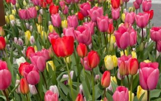 Hamilton Village Care - tulips